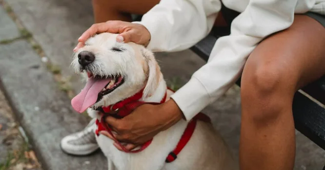 Cani resi dopo la pandemia, i numeri